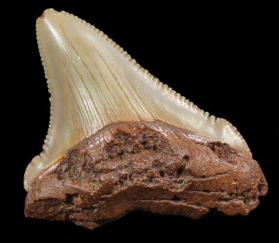 Chubutensis Tooth From NC - Megalodon Ancestor #43079